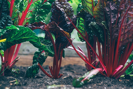 Rhubarb
