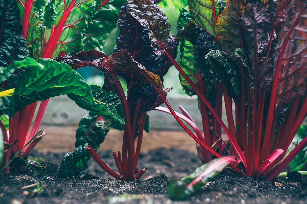 大家看過這種叫Rhubarb, 中文名為大黃的食材嗎?