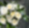 IMG_6616_edited.jpg