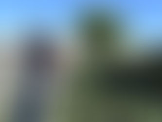 Christmas Tree and Leaf Pickup