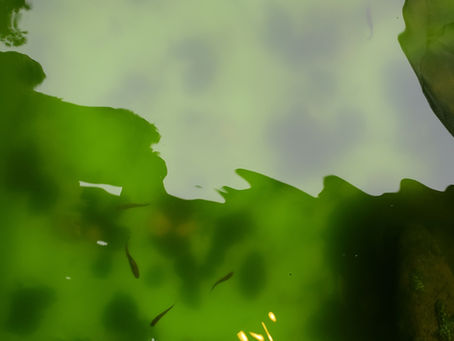 Backyard Fish Farming: What I've learned so far....