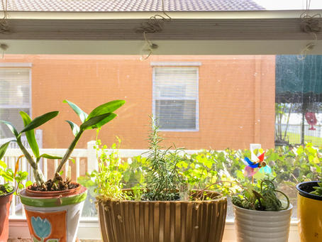Indoor Gardening