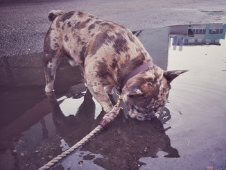 Hundegeschirr extravagant - Unsere Auswahl unter der Menge an verglichenenHundegeschirr extravagant