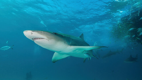 Researchers Discover ‘Cocaine Sharks’ in the Bahamas