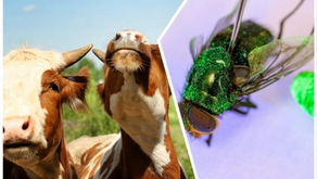 Cattle Imports from Mexico Resume as Trump Admin Successful Battle Against Screwworm Invasion Advances