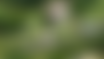Three people killed in North Carolina shooting, official says