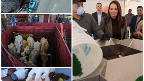 Disaster Declared as 2nd Screwworm Case Found in Texas near Border, Canada Bans Texas Cattle