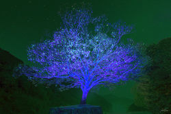 연죽리_느티나무 Yeonjukri_zelkova  2024