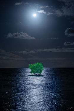 Moonlight Mangrove_Tokuo-2023