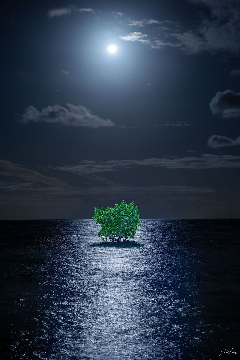 Moonlight Mangrove_Tokuo, 2023