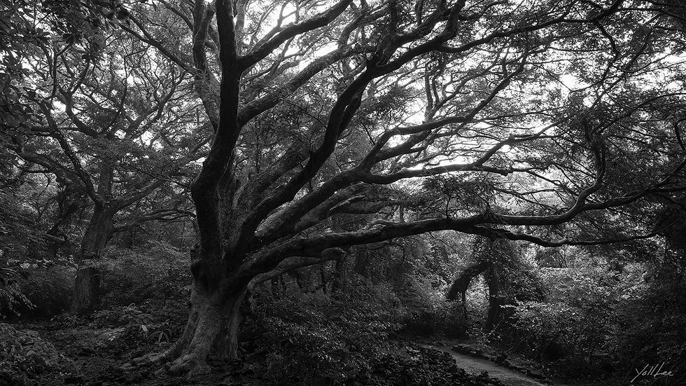 Forest