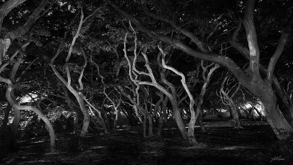 Forest