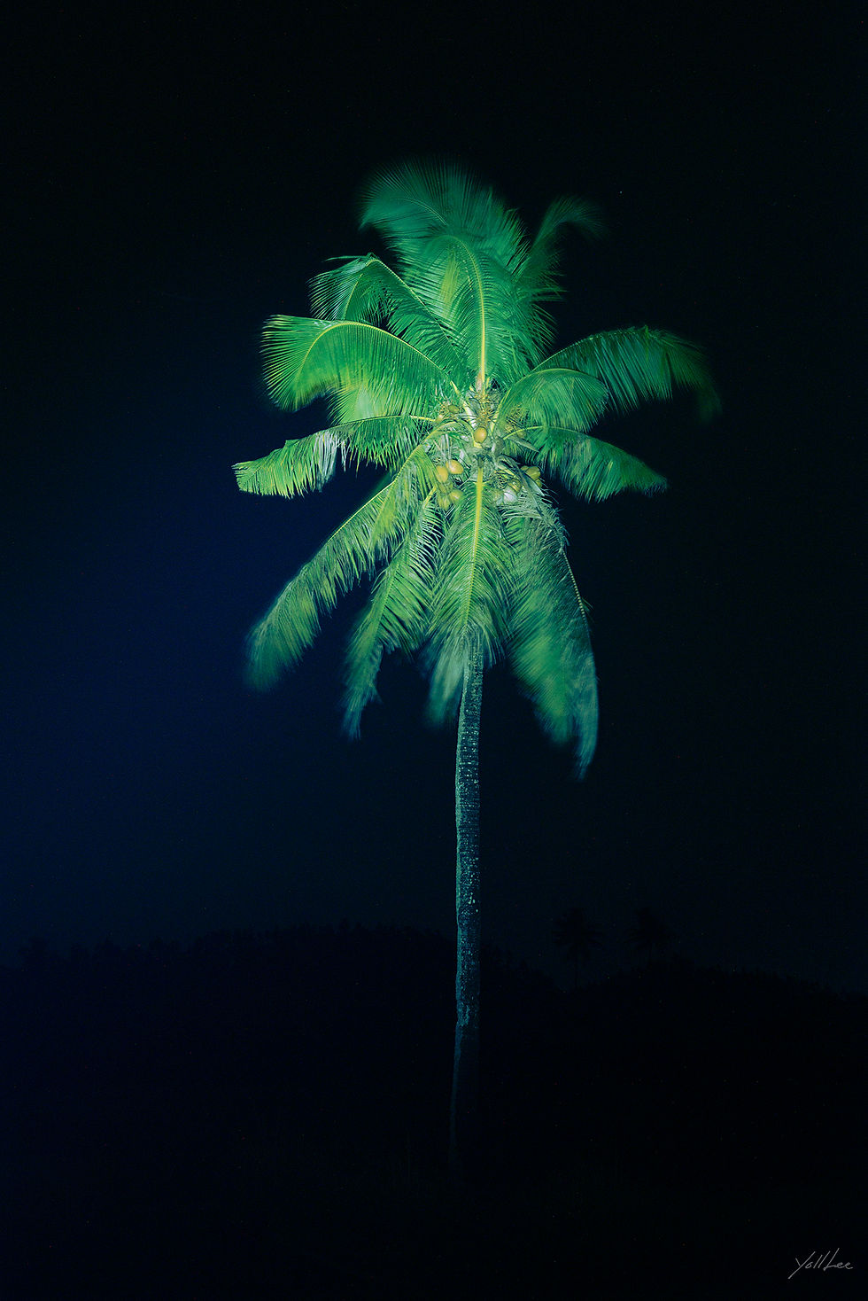 Coconut tree_Nubu, 2023