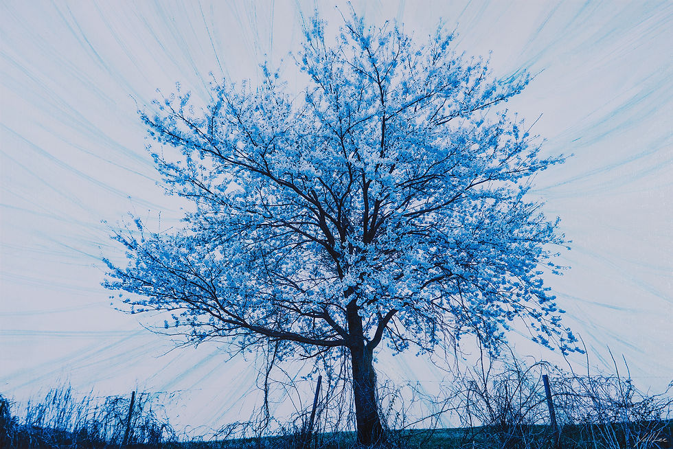 Dreaming tree