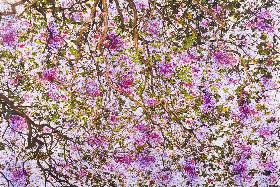 Dreaming tree