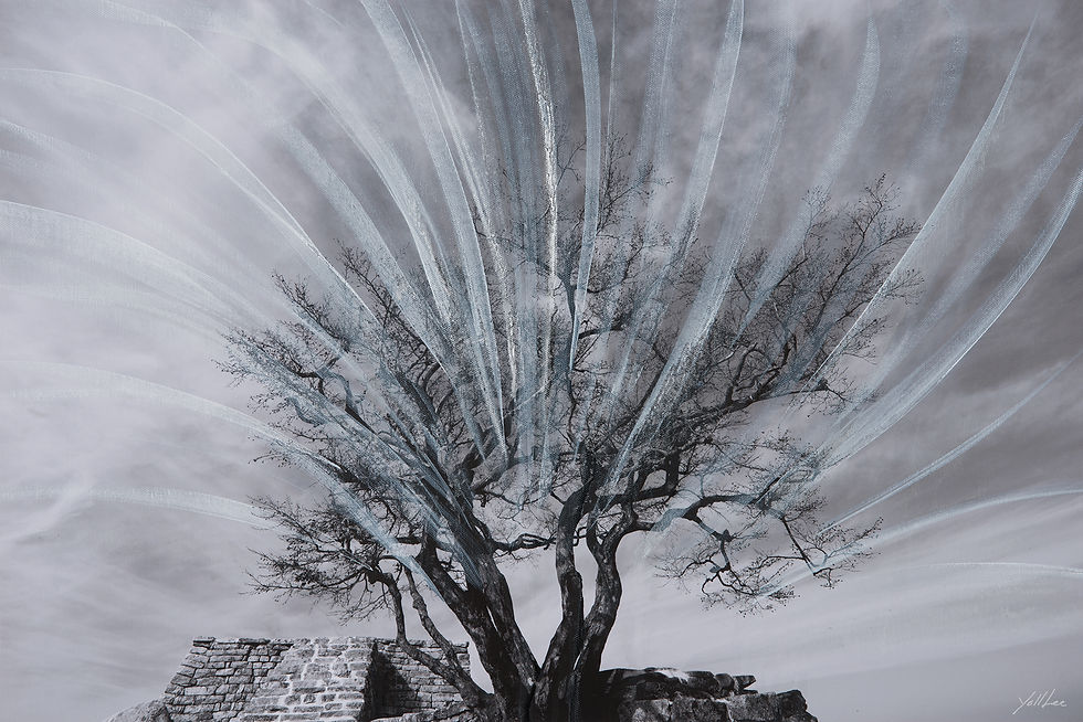 Dreaming tree