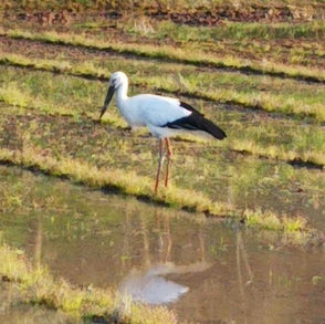 遠くにいるの？