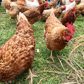 台湾レポート 教育編4 日本の話