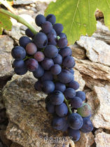 Syrah 2 Graeme and Julie Bott CR.jpg