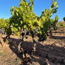 Olivier Riviere Rioja 11.jpg
