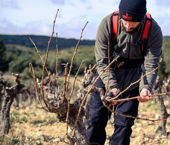 Benjamin Taillandier Minervois 4.jpg