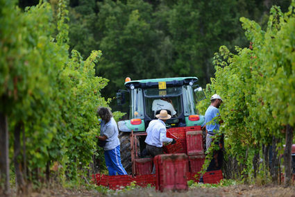 Decugnano-dei-Barbi-umbria-harvest.jpg