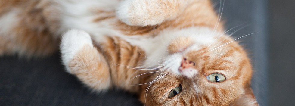 Ginger Cat