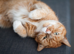 Ginger Cat