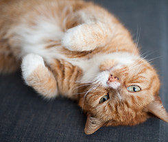 cat-laying-down-cat-boarding-sunny-oaks