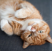 cat sitter whiteley, hedge end,, safe and snug pet sitting , Netley Abbey, Hamble