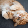 Ginger Cat