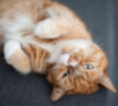 Ginger Cat