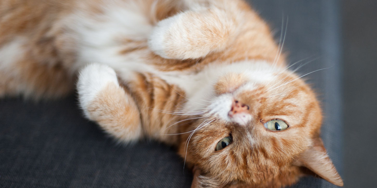 Ginger Cat
