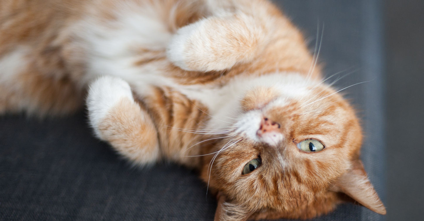 Cat Sitting Service