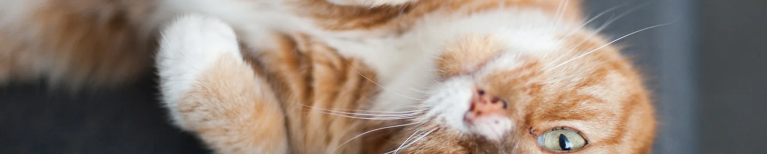Abshier Meuth Animal Hospital About Us