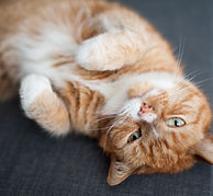 Chat roux détendu