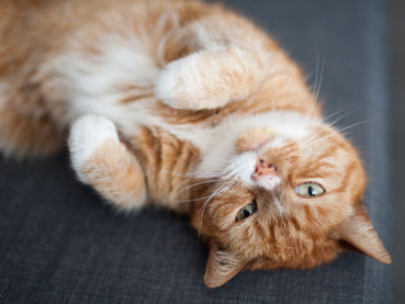 A Cat’s Purr