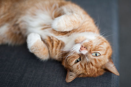 Chat roux