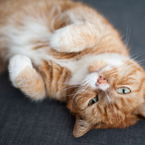 Razones para adoptar un gato  