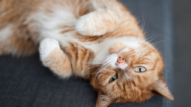 Norcal veterinary emergency clearance