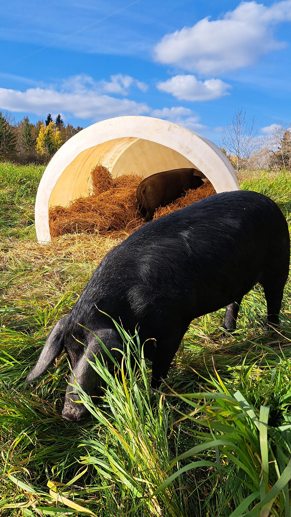 Large blacks hogs grazing on pasture in the open air on a beautiful sunny day with bright blue skies.