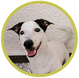 Pet Branding