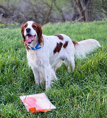 GCH Mountain Star Mavericks Aces High SH after earning an AKC Master Hunter pass