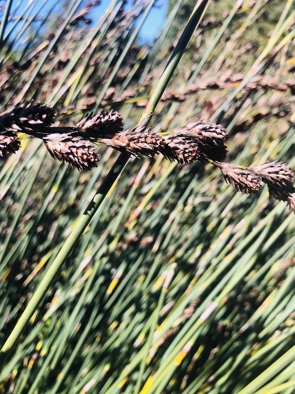 Browns buds of a grass