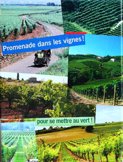 Dans les vignes