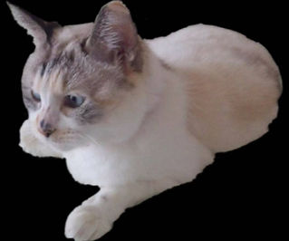 ペット ペット輸送