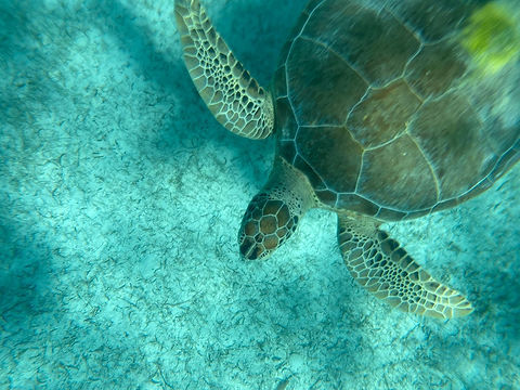 turtle3.jpeg