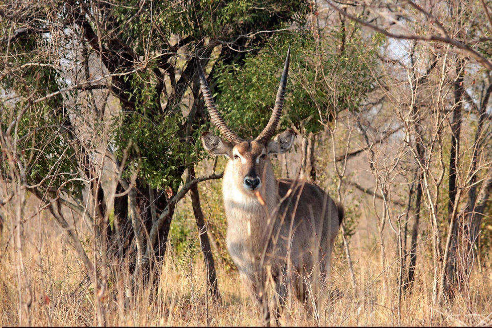 Waterbok