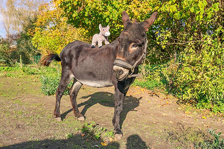 Isabelle + mini ezel.jpg