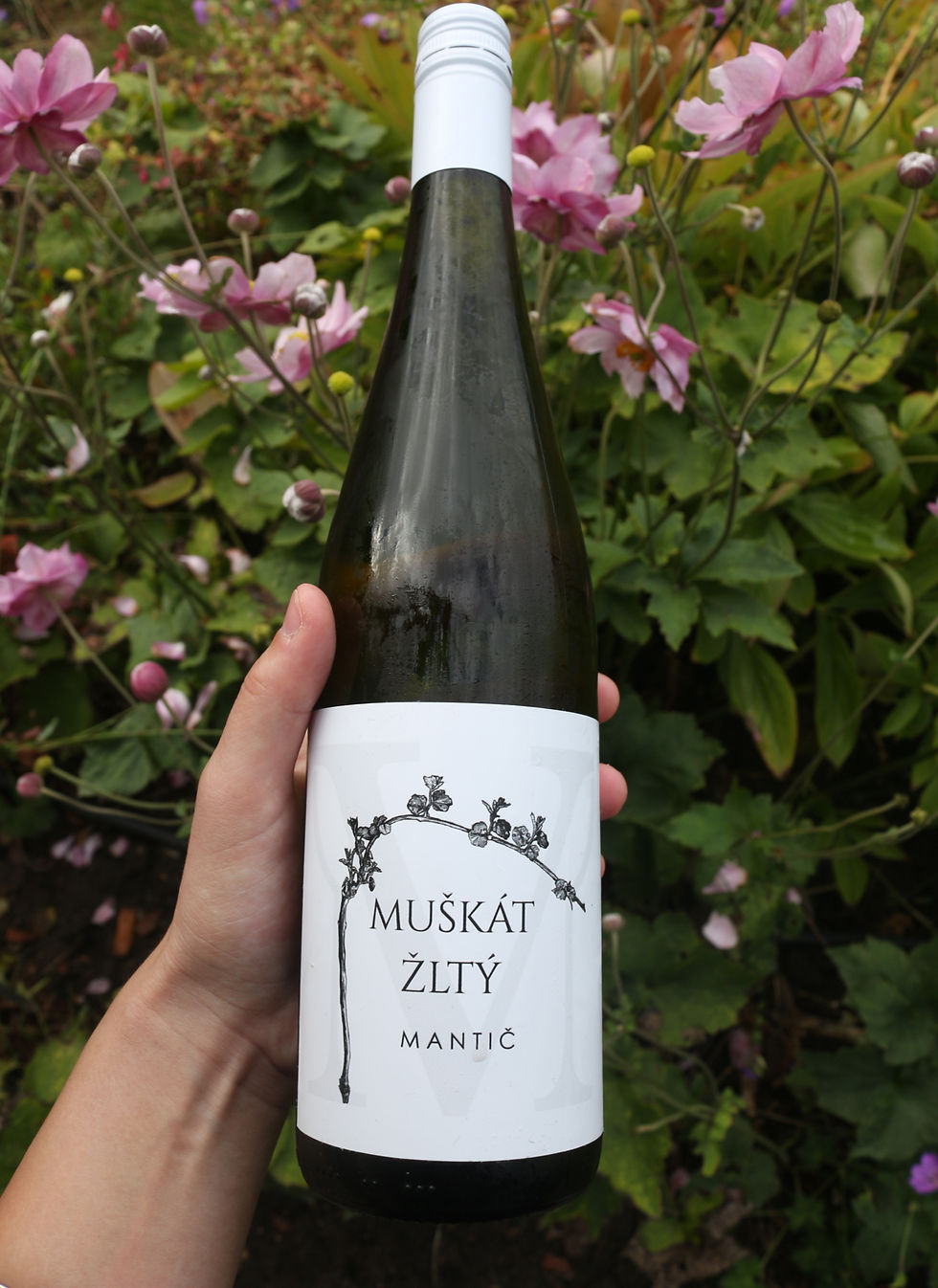 Muškát žltý 2024